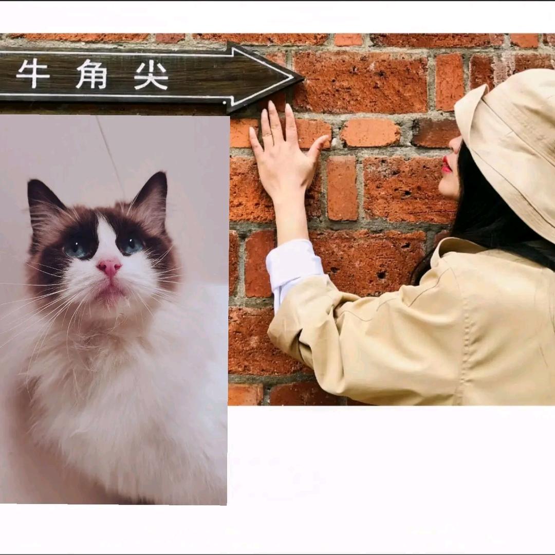 冷儿