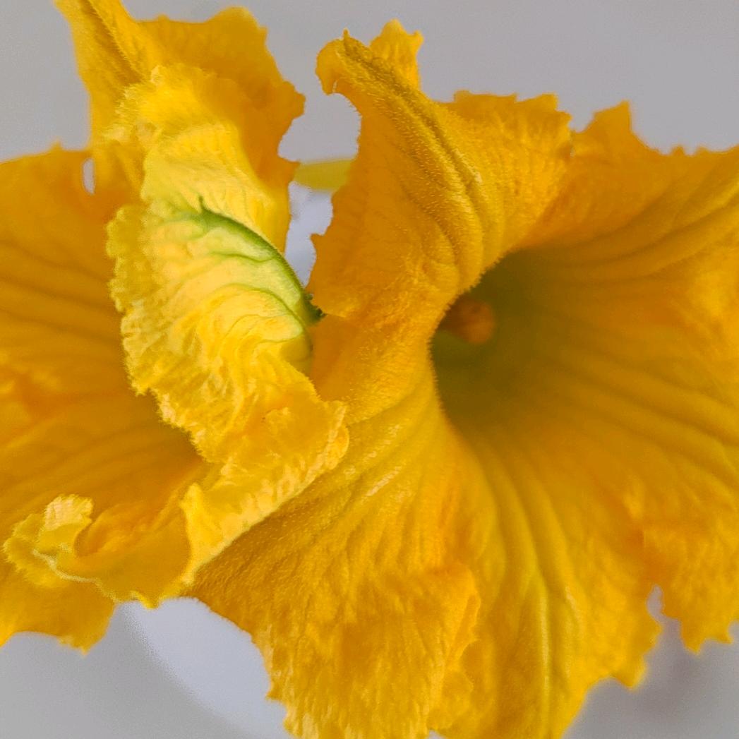 花🌸的🌸世🌸界🌸