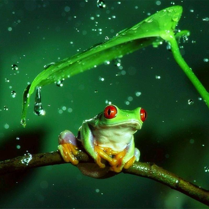 雨中蛙蛙