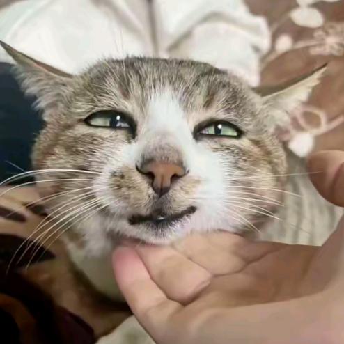 垂帘听政的后妈