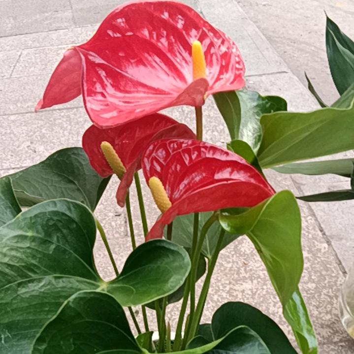 人生分明