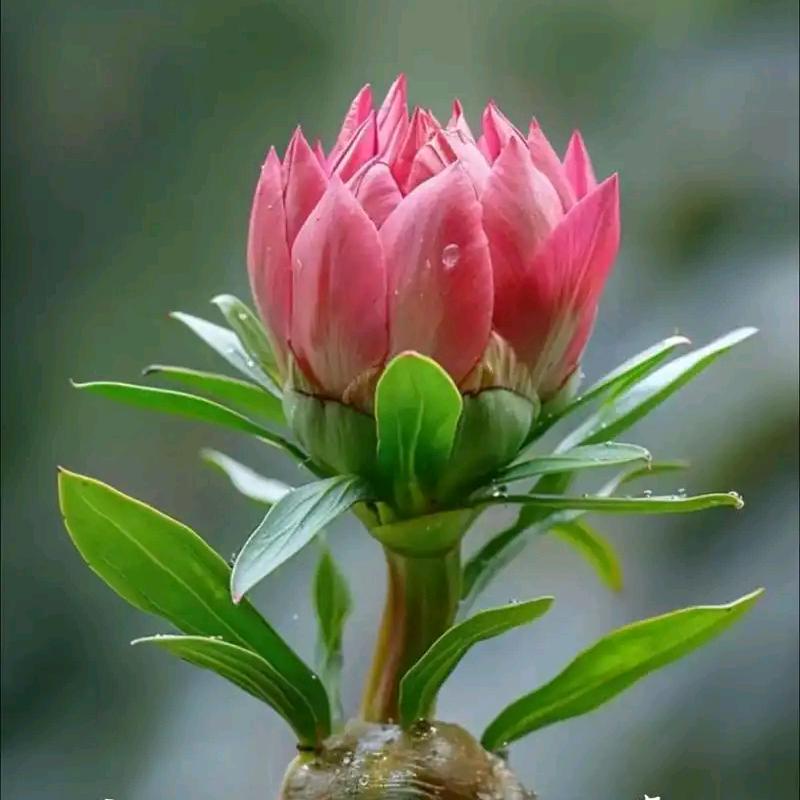 菩提花环