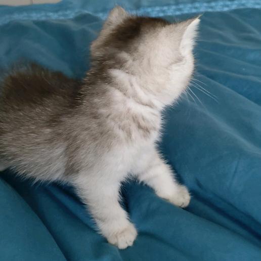 奈斯女子车队—如烟