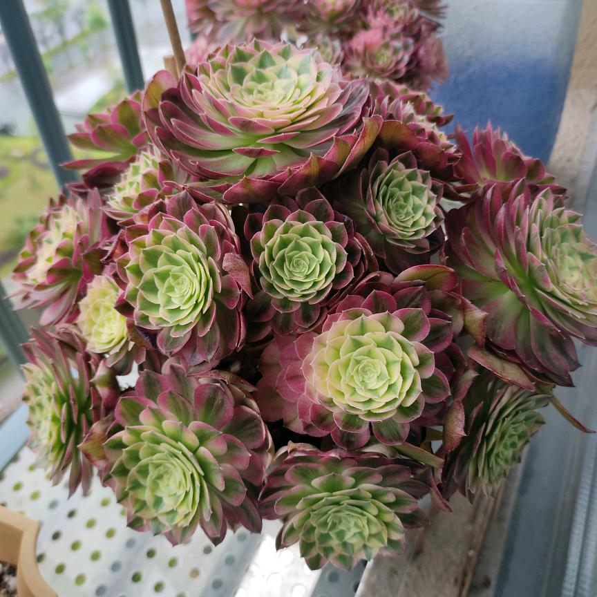 苹果虫