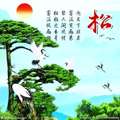 迎春松