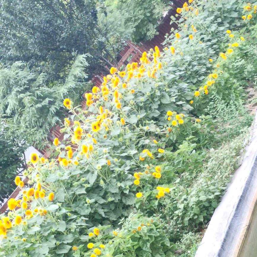 ໑ຼₒ₂₃ღ᭄高不可潘꧔ꦿ᭄💞