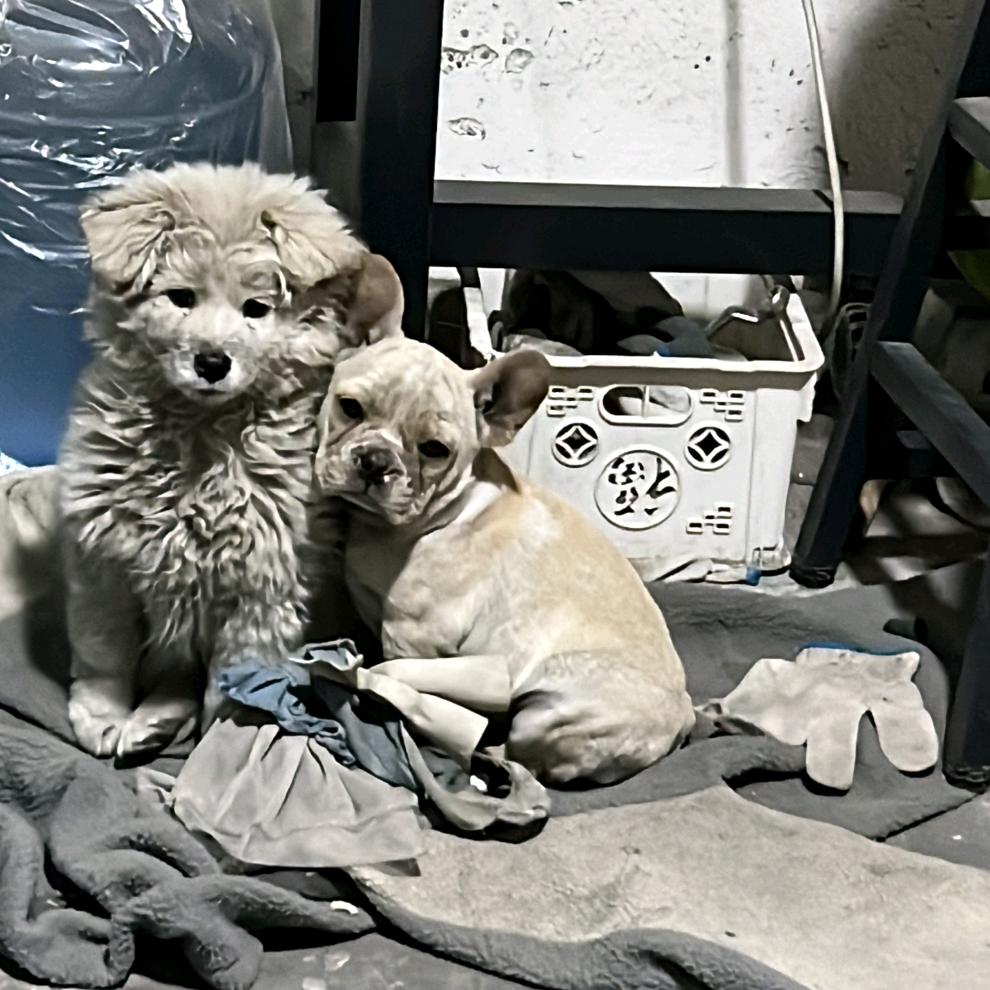 我家俩傻狗成长日记