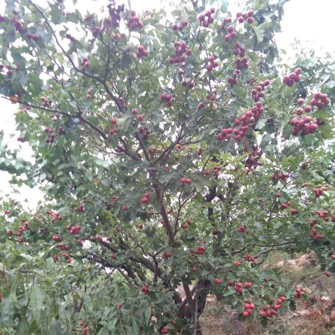 雨后彩虹呀