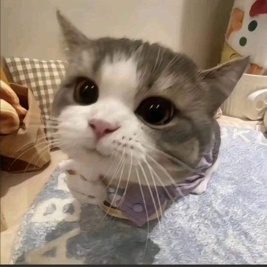 一星如月看多时