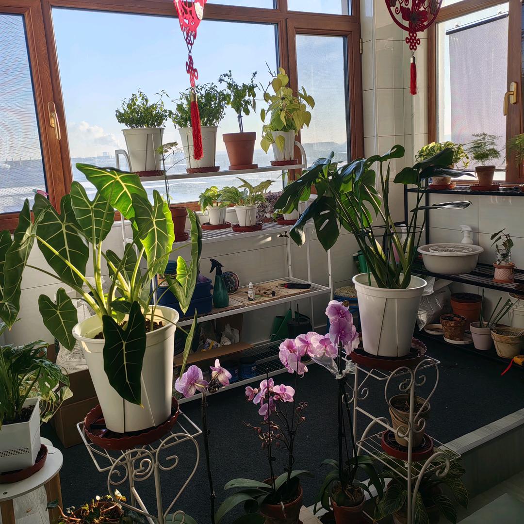 张张的阳台小花园