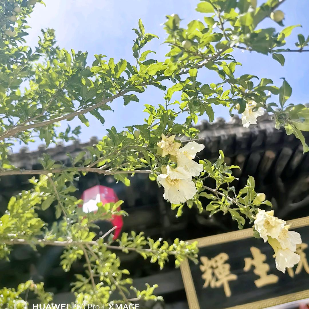 菲雨同薇