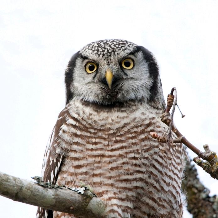 猫头鹰的夜🦉