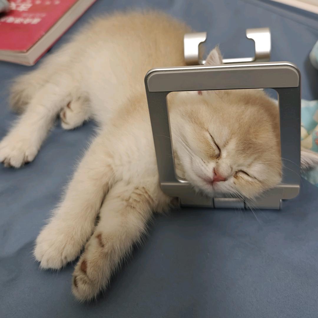 猫咪睡着了