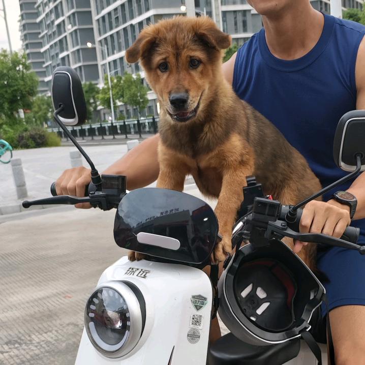 猪脚饭加烧鸭腿