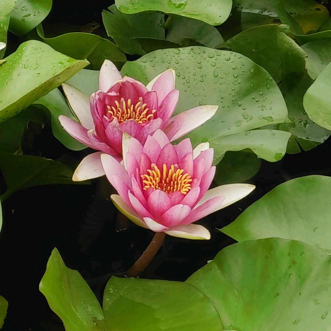 热心肠