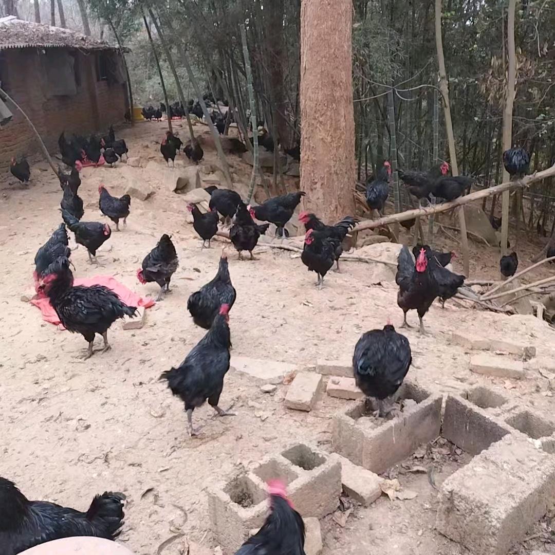 杨813