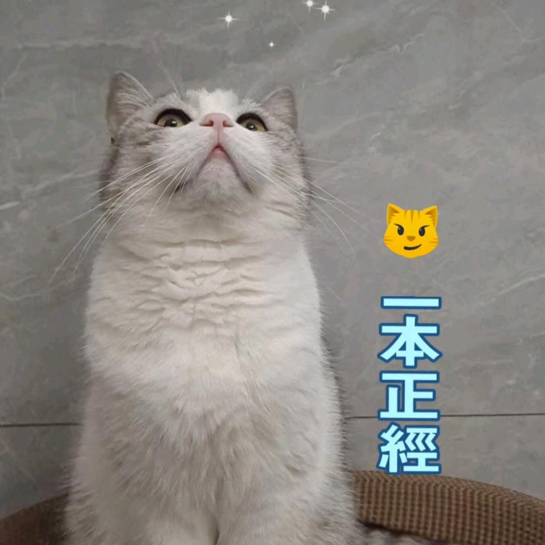 小猫咪的一天到晚