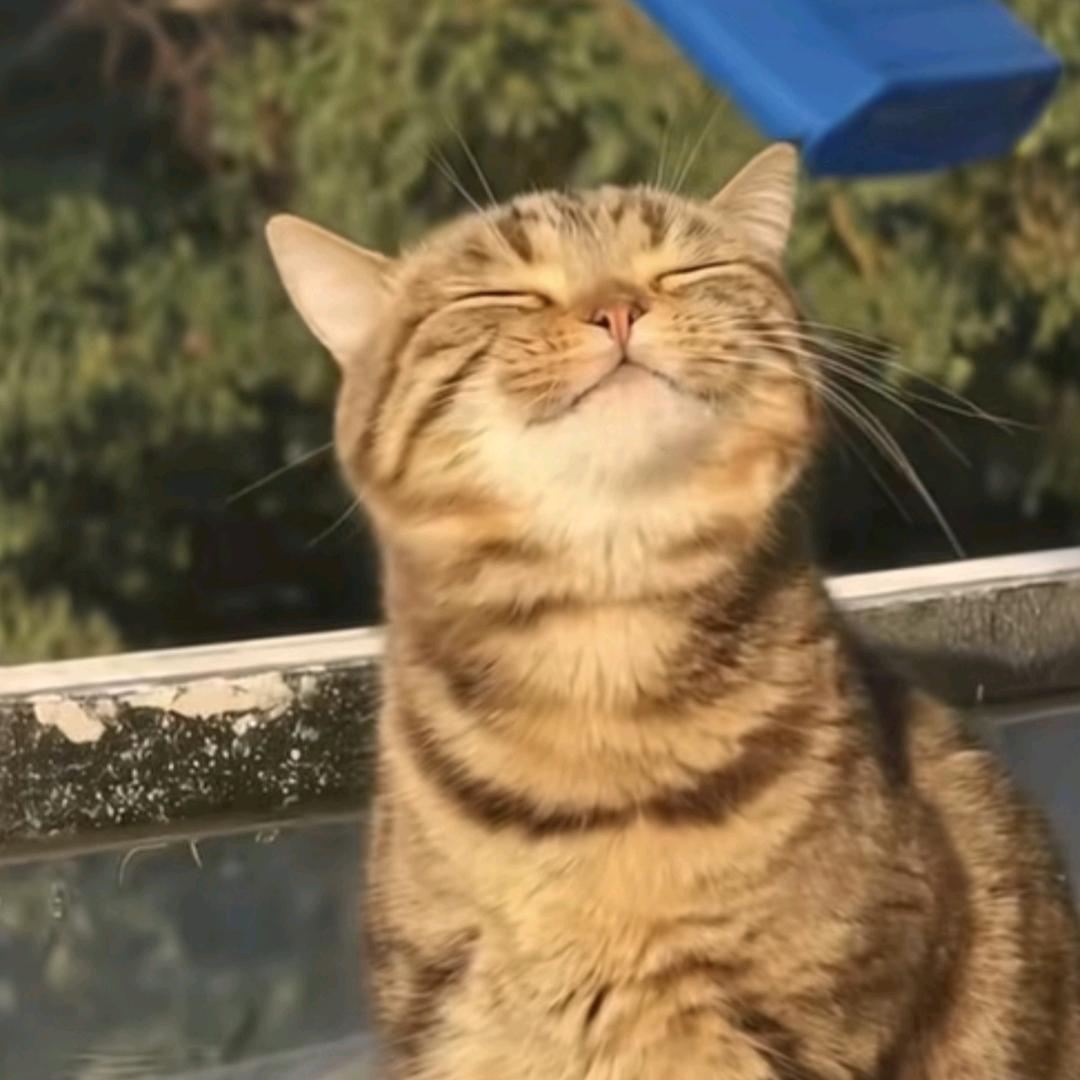 自由的柏林。