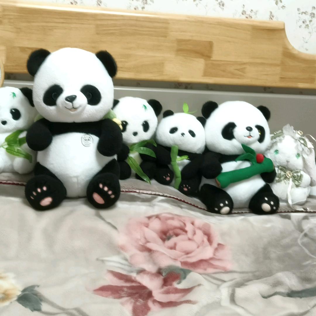 小女子不才（帅帅）