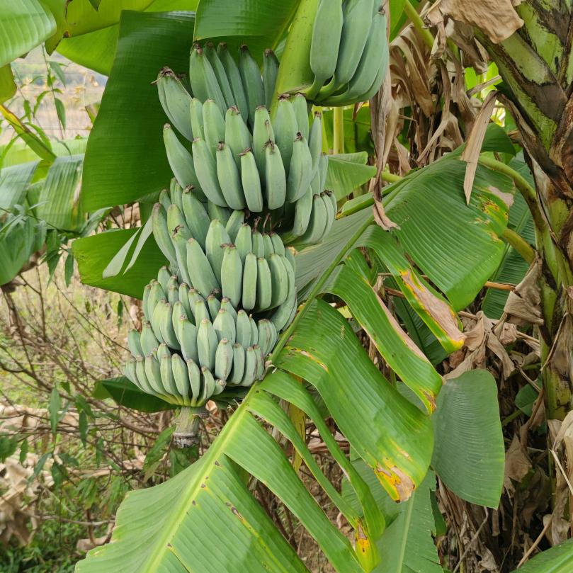 🎄◟(双向奔赴˶)◞🎄