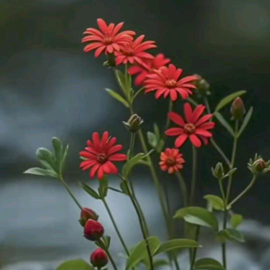 一帆风顺