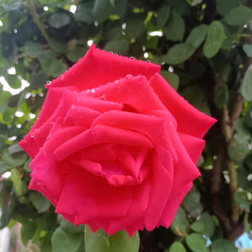 临颍皇帝庙潘牛村绿韵园林有限公司