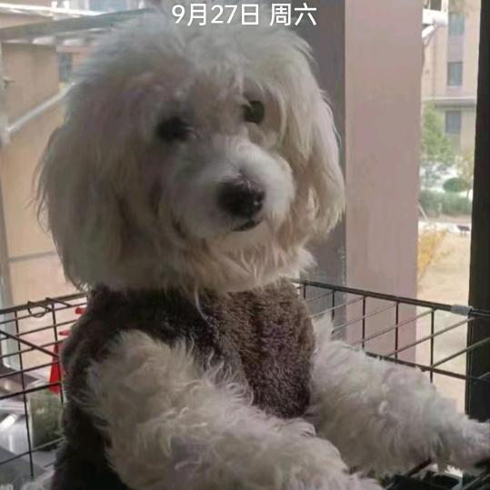 小神仙。