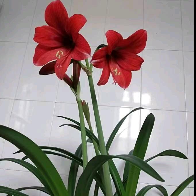 ⚔️🇨🇳战狼🇨🇳⚔️