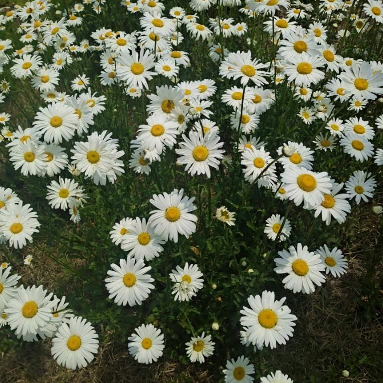 🦋ꦿ໊余生᭄🕊随心᭄ꦿᩚ٭