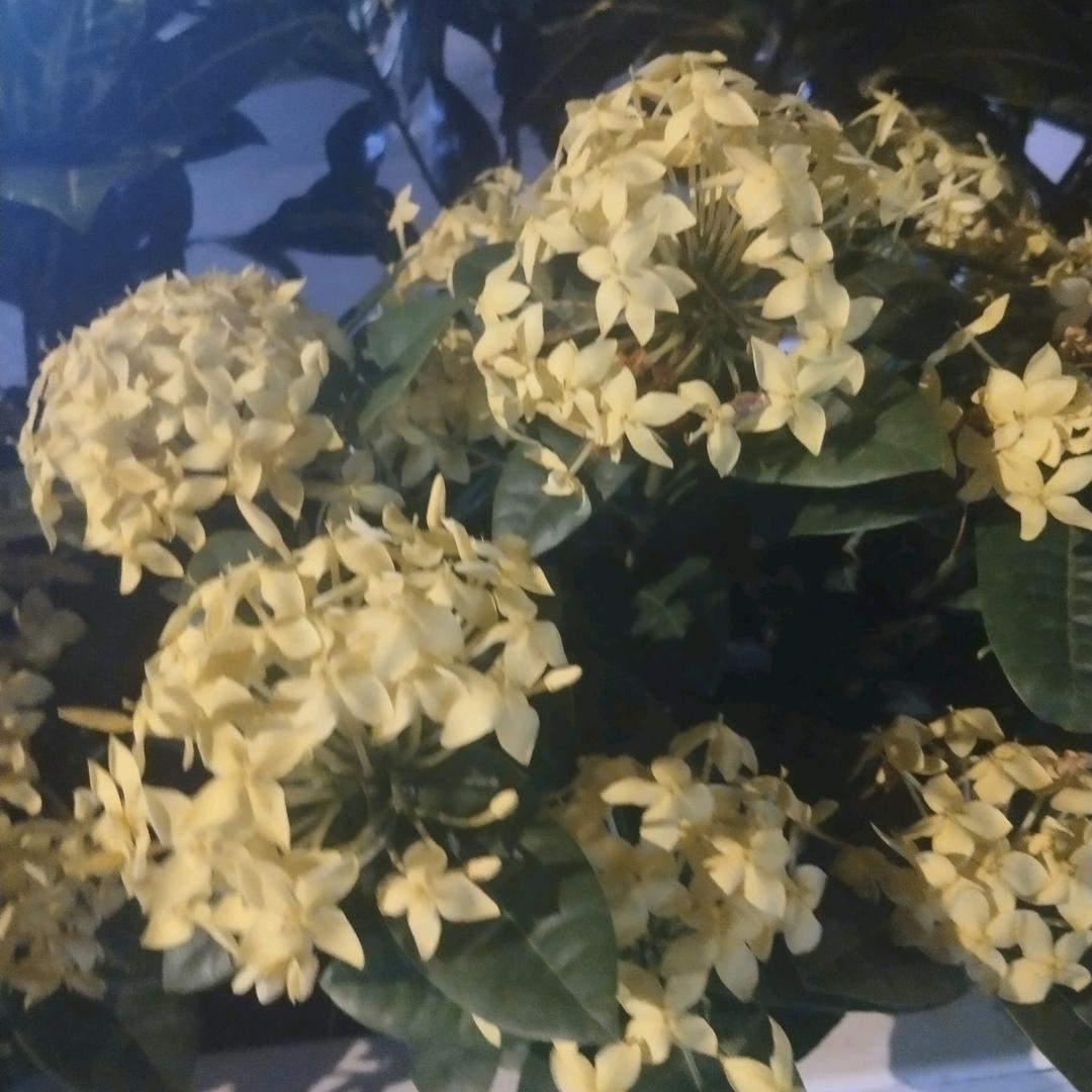 默默的爱