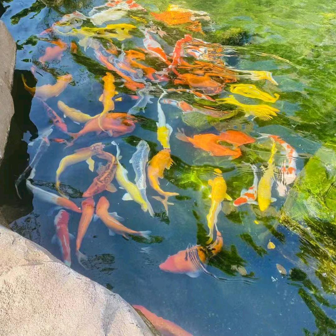 辉哥