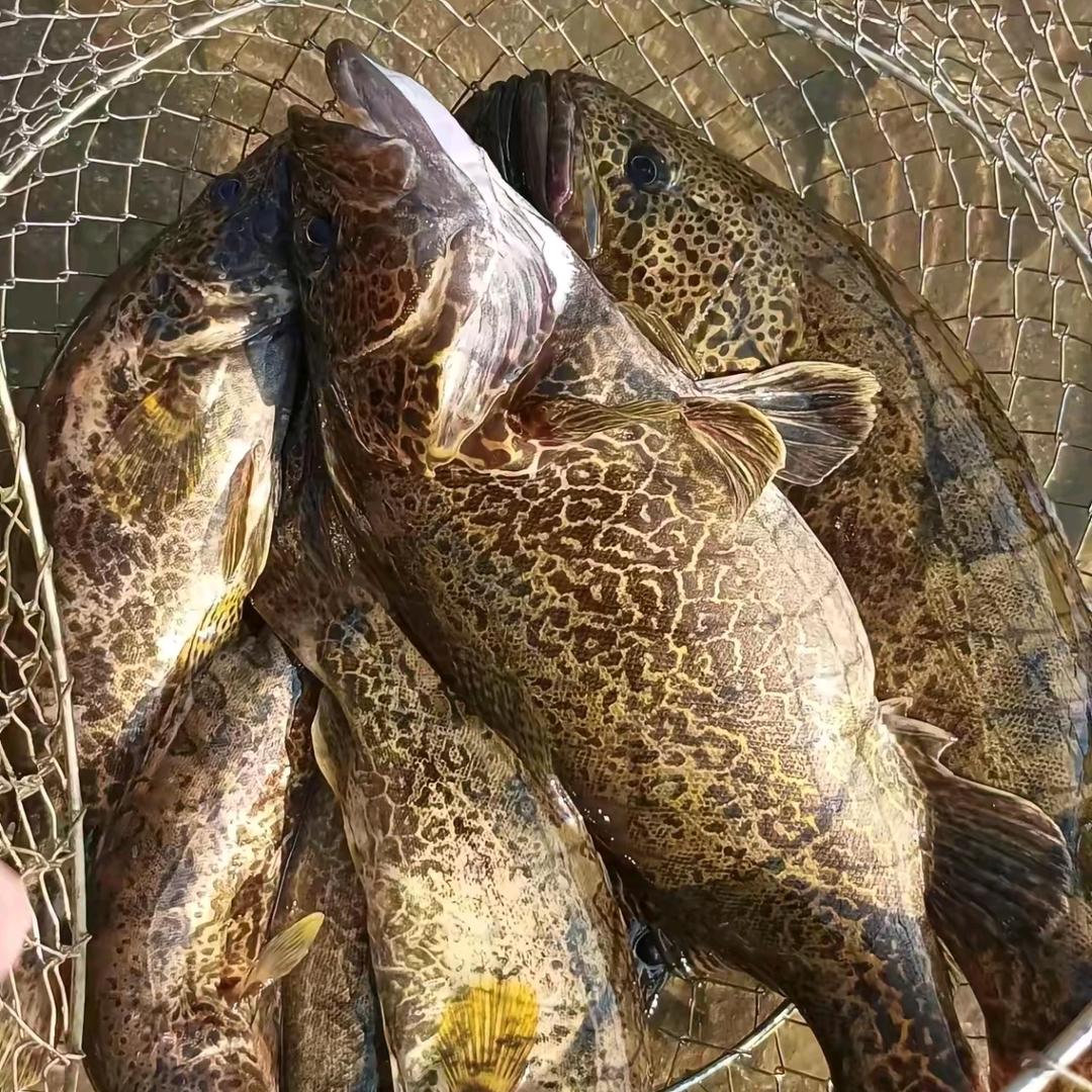 回梦（猎鳜者）