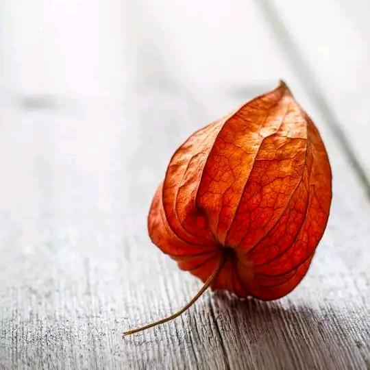@疯狂的裤子