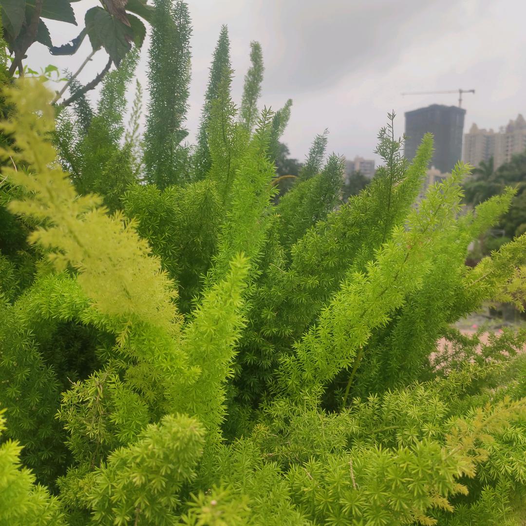 巅峰西西