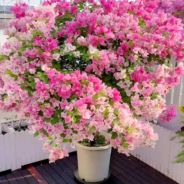 💐卉🍃植