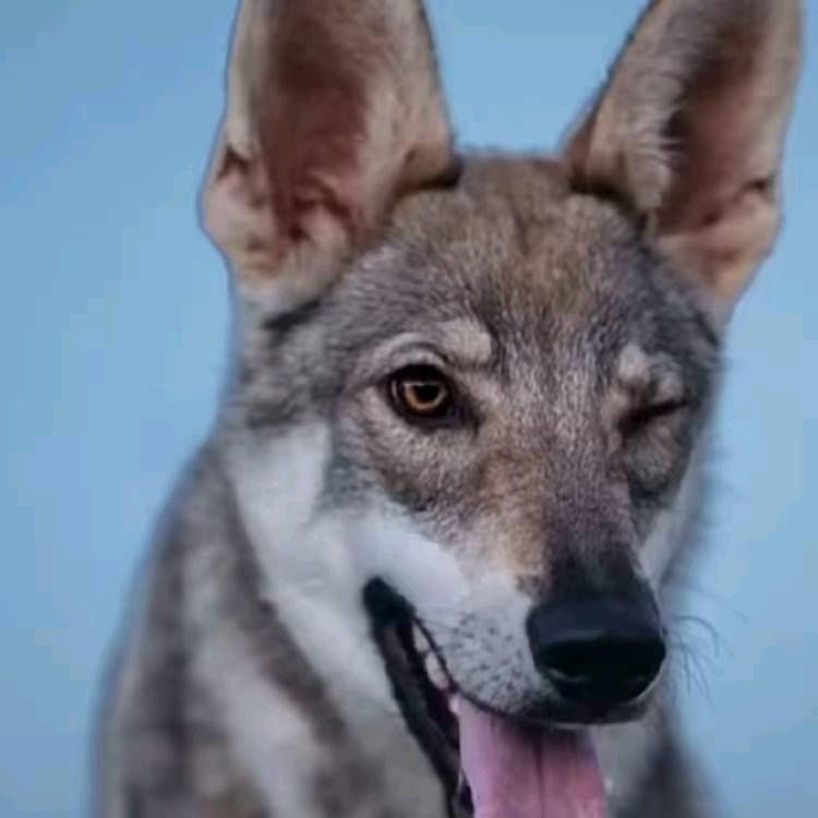 狗子丞相（AI版）