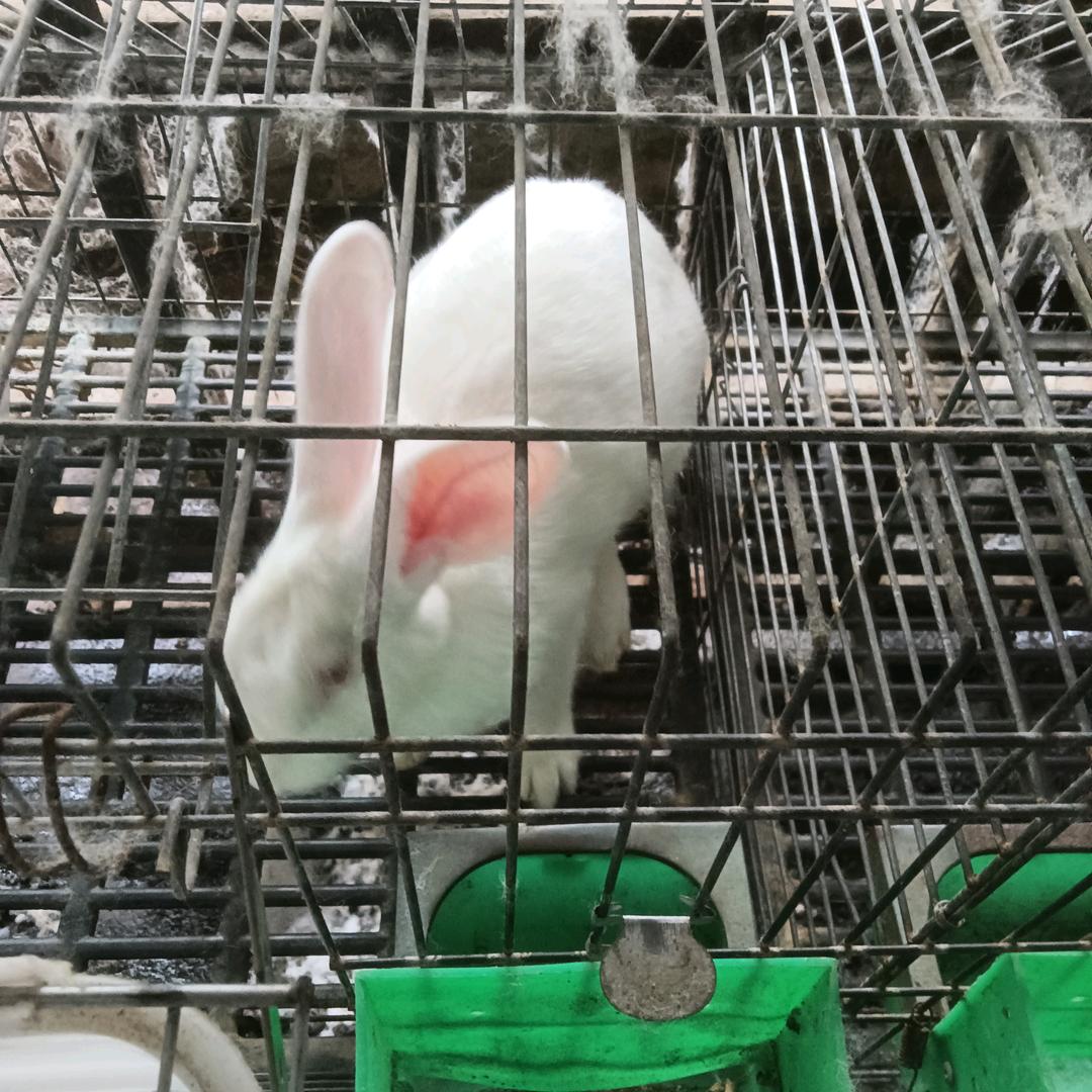 农村养兔子