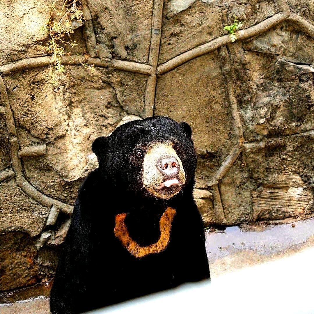 🍟華弟寶寶 。