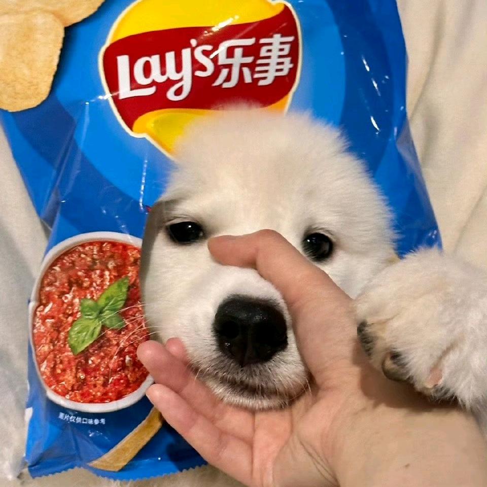 小粽早点睡