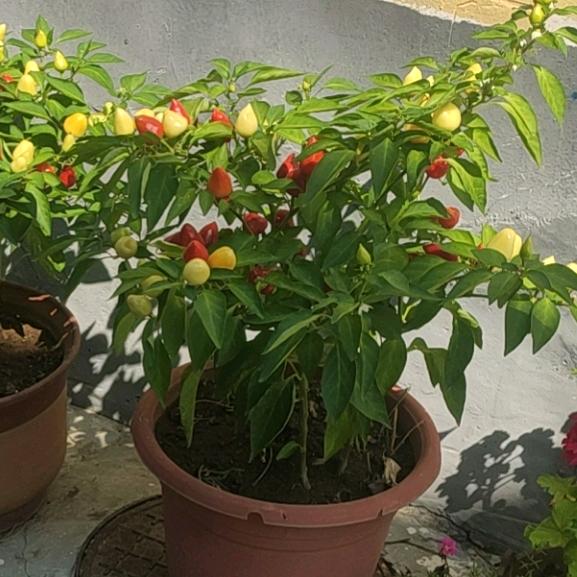 我的快乐就是想你