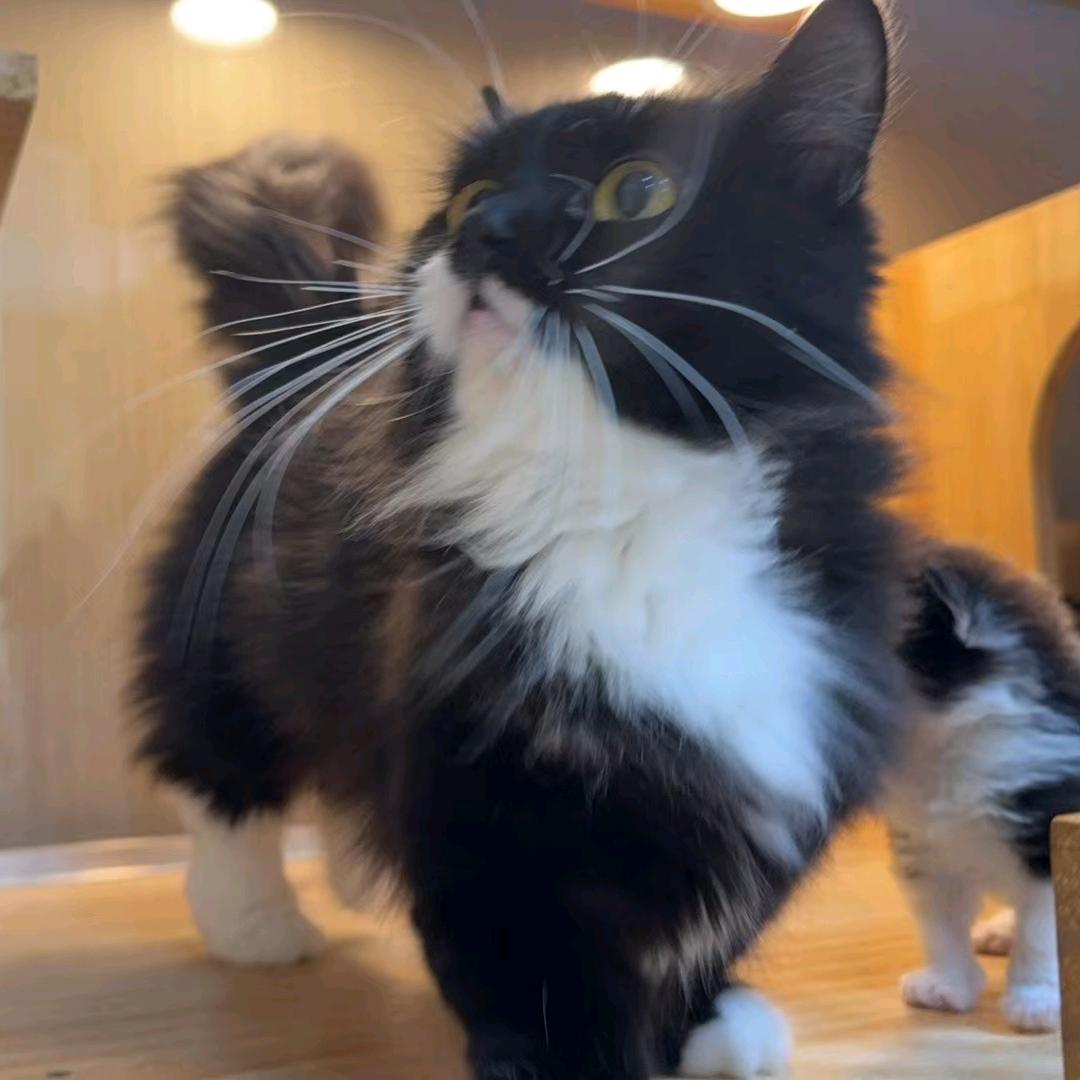 许我一笔墨会以倾城颜