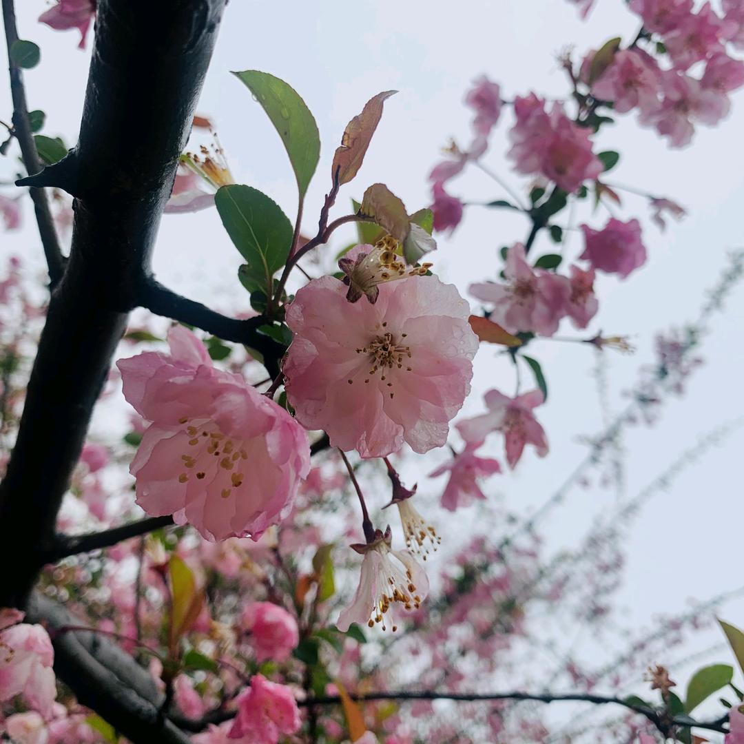 炘炘