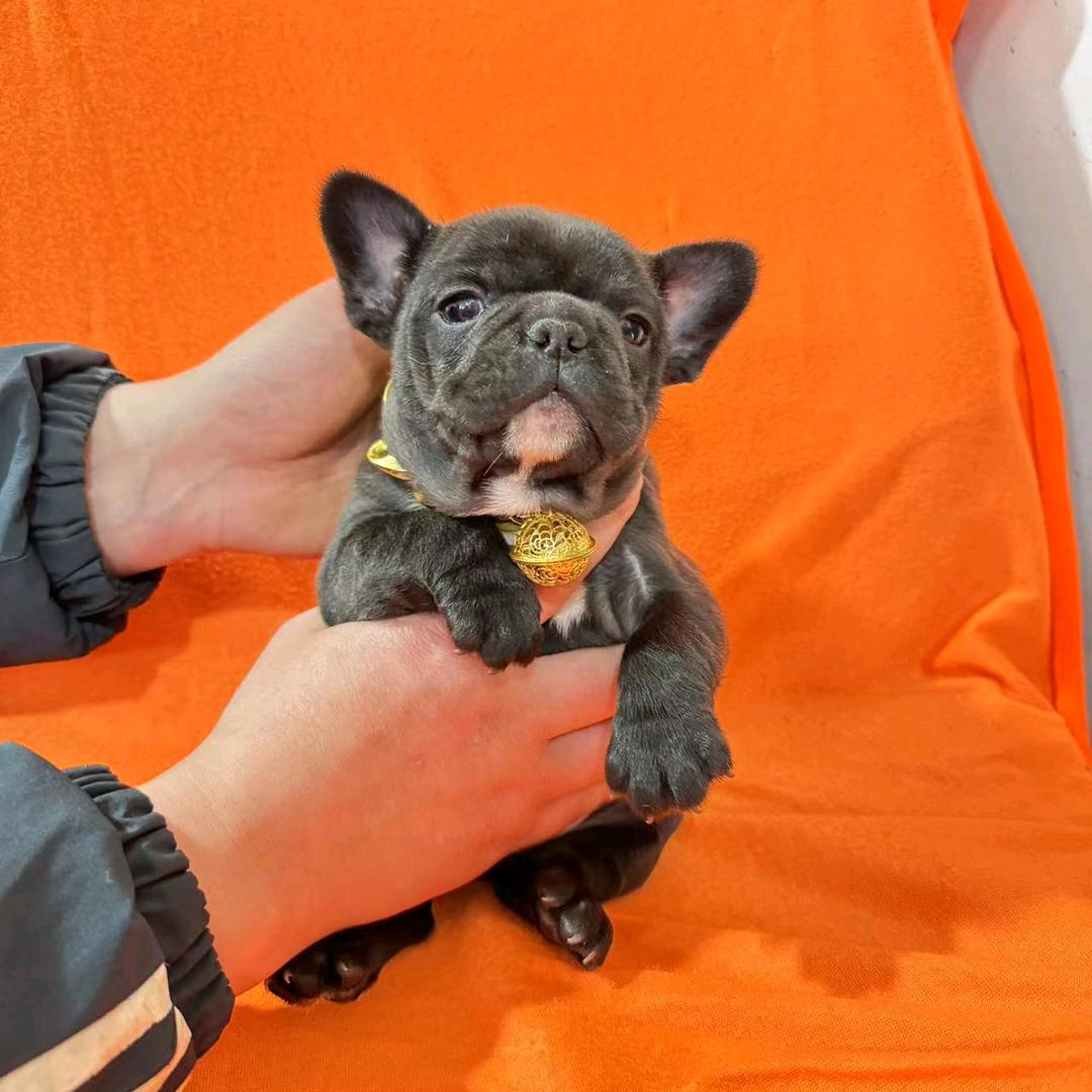 祥瑞斗牛犬