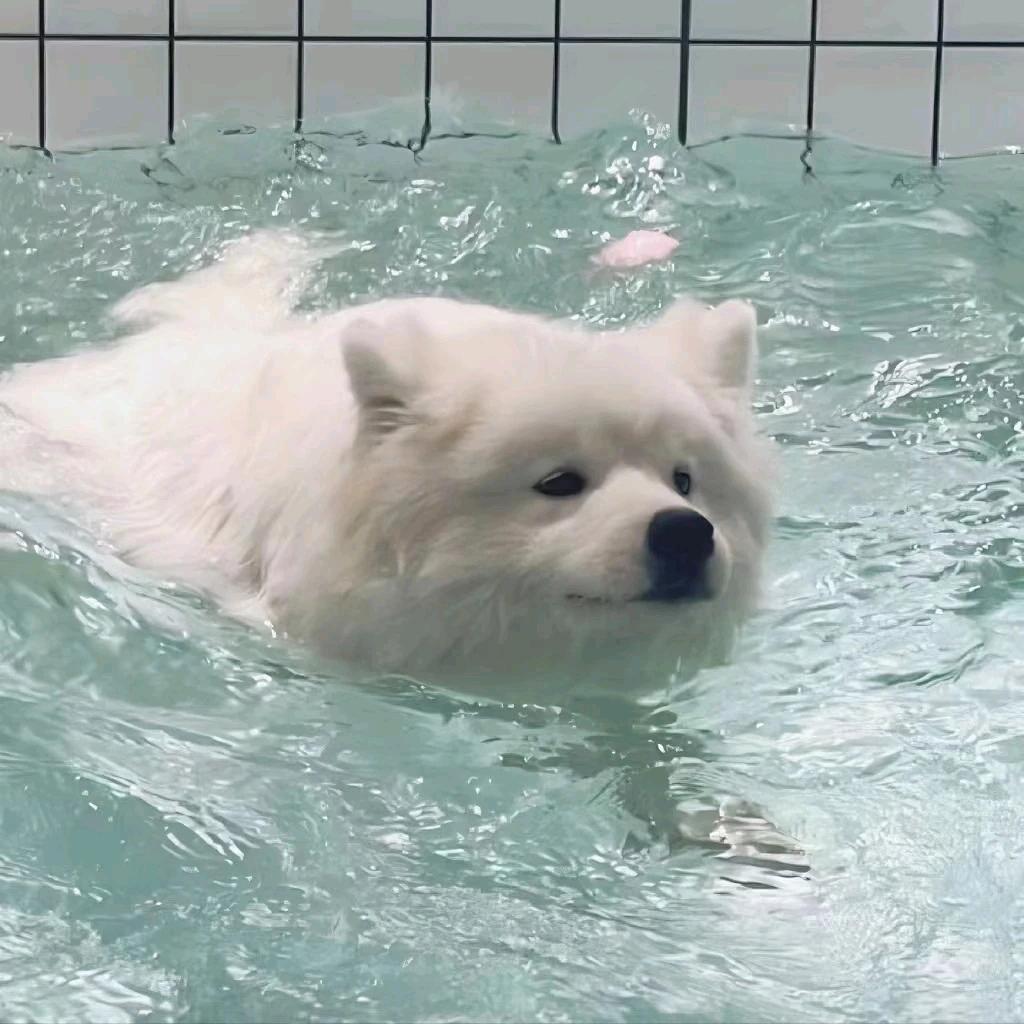 可乐要百事