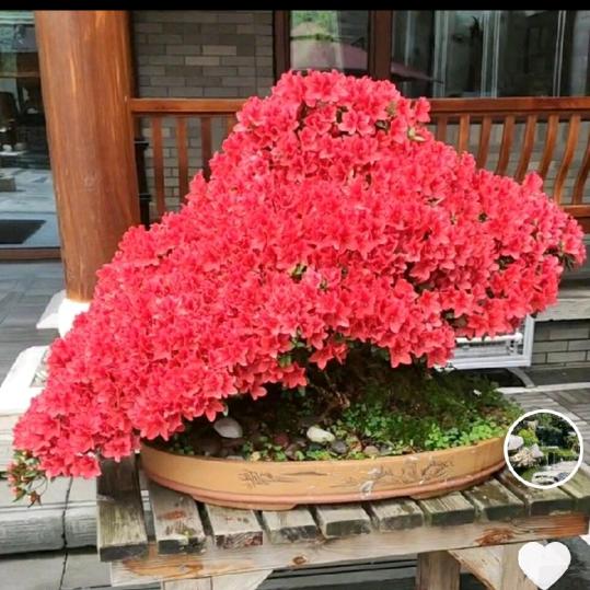 就这点爱号