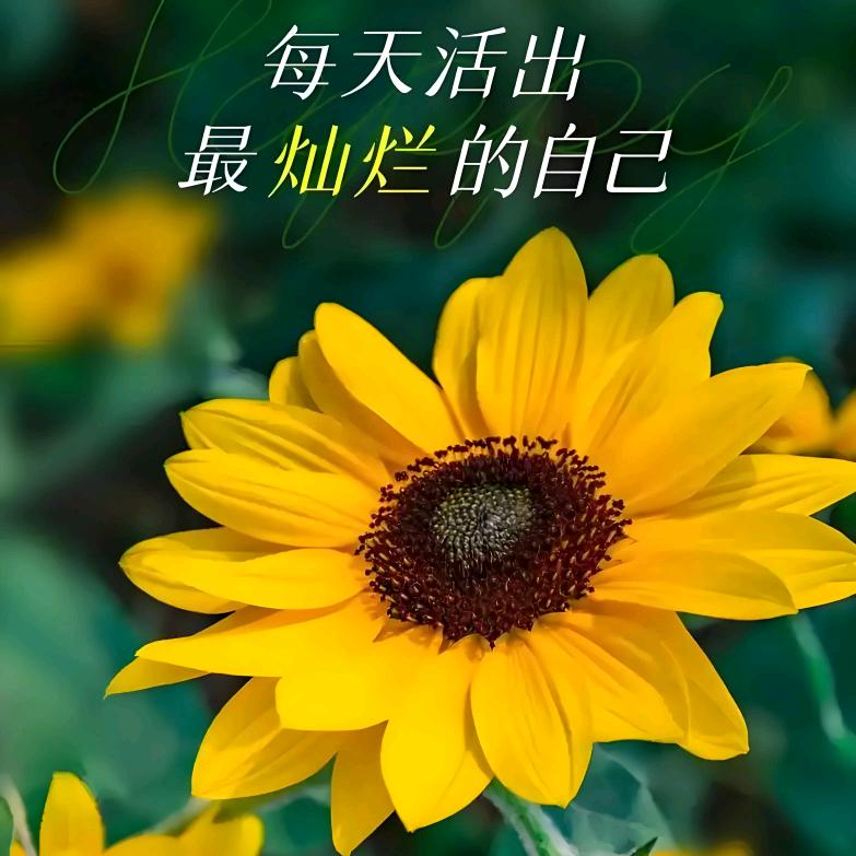 幸运甜橙