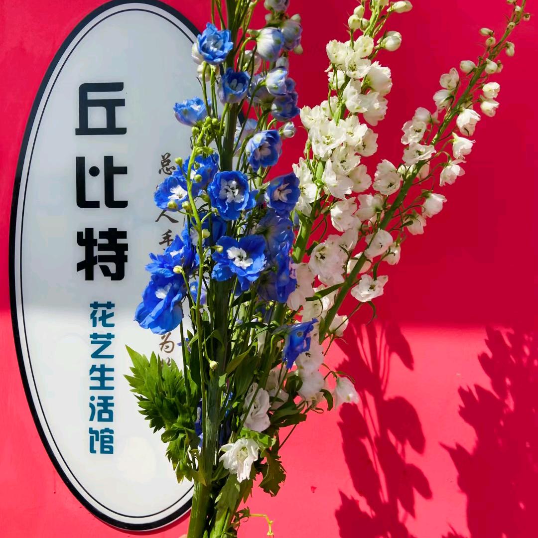 丘比特鲜花 小聪聪