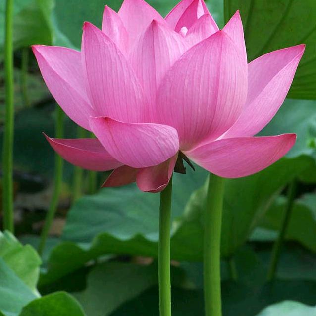 静心《成》
