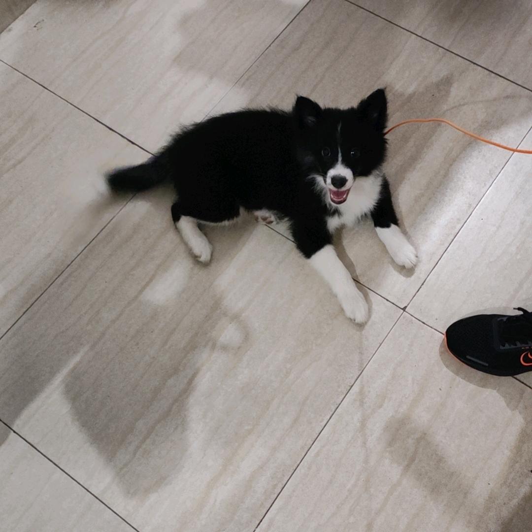 @脱缰野马