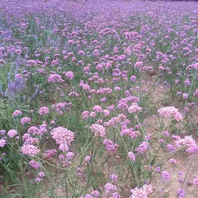 张芳